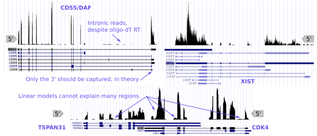 10x single-cell isoform coverage