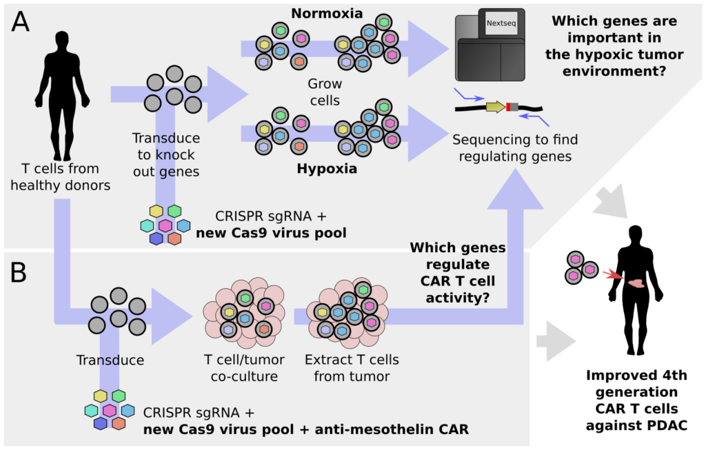 CRISPR screening in T cells