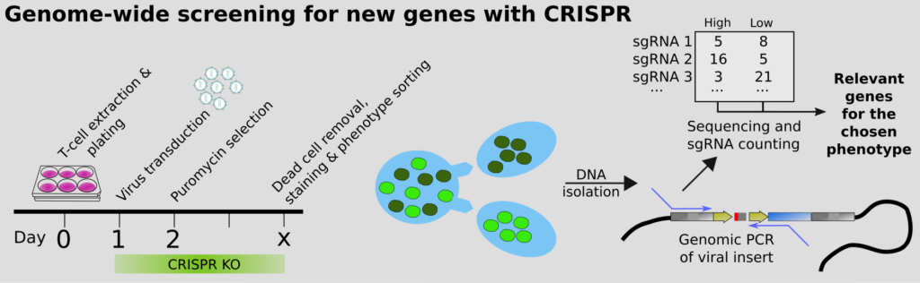 Workflow of a pooled CRISPR screen using molecular inversion probes to score gene phenotypes